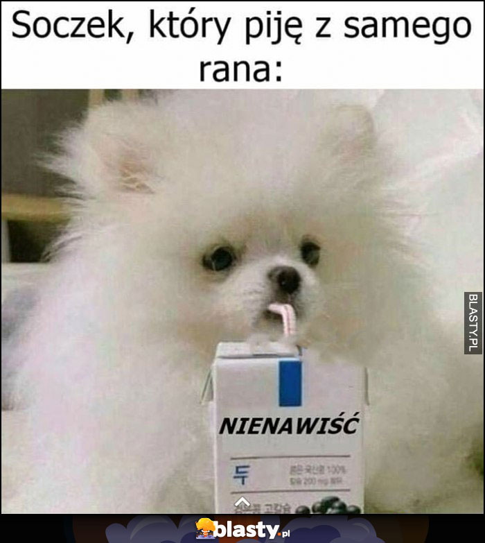 Soczek, który piję z samego rana nienawiść pies piesek