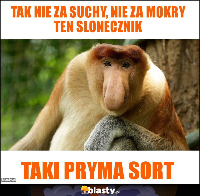 Tak nie za suchy, nie za mokry ten slonecznik Tak nie za suchy, nie za mokry ten slonecznik