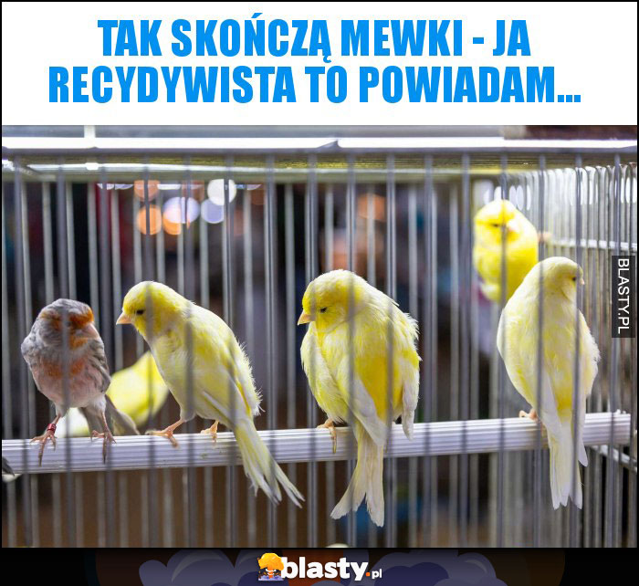 Tak skończą mewki - ja recydywista to powiadam... Tak skończą mewki - ja recydywista to powiadam...