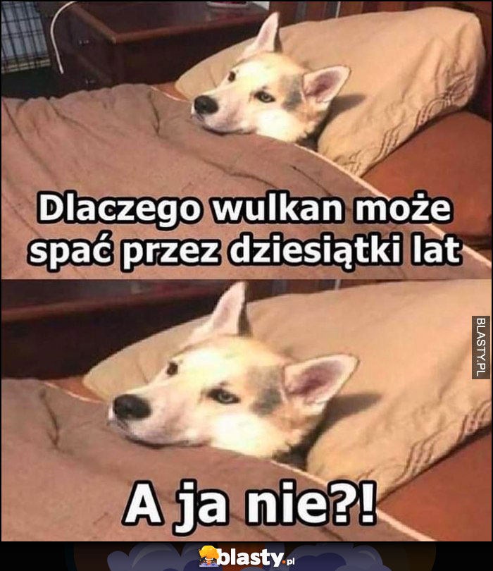 Dlaczego wulkan może spać przez dziesiątki lat a ja nie? Pies w łóżku