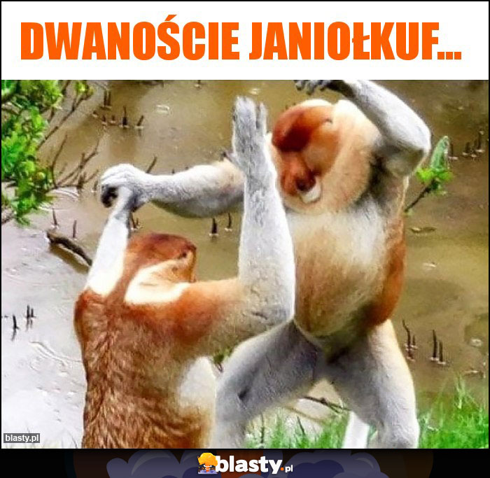 Dwanoście janiołkuf... Dwanoście janiołkuf...