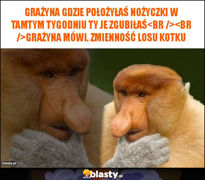 Grażyna gdzie położyłaś nożyczki w tamtym tygodniu ty je zgubiłaś

Grażyna mówi. zmienność losu kotku