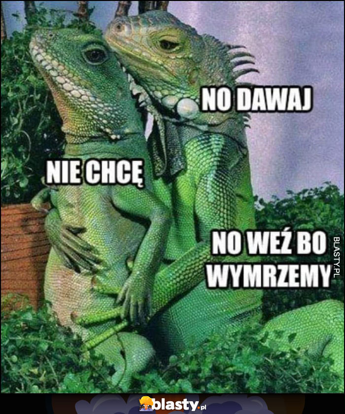 Kameleony, no dawaj, nie chcę, no weź bo wymrzemy