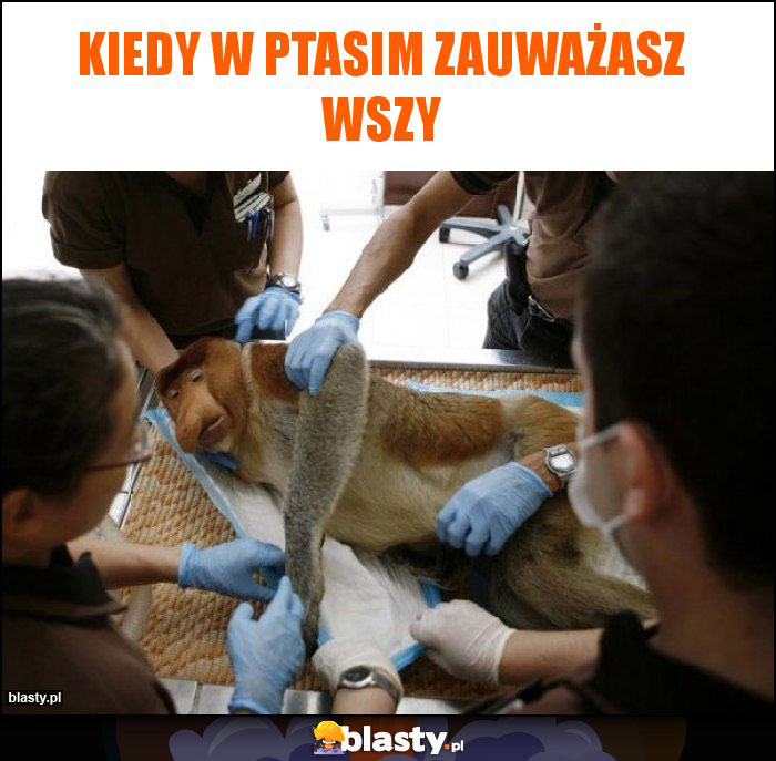 Kiedy w Ptasim zauważasz wszy Kiedy w Ptasim zauważasz wszy
