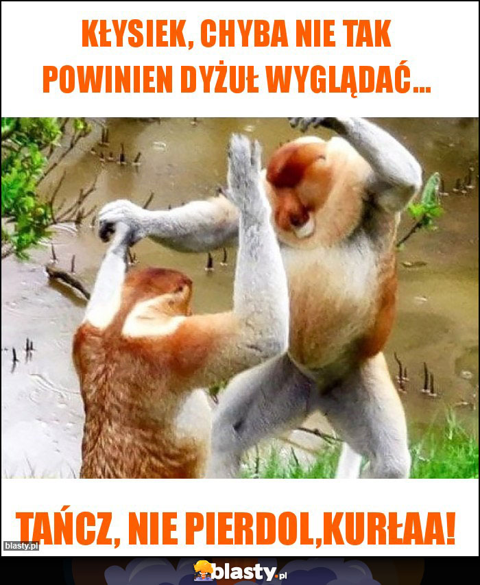 Kłysiek, chyba nie tak powinien dyżuł wyglądać... Kłysiek, chyba nie tak powinien dyżuł wyglądać...