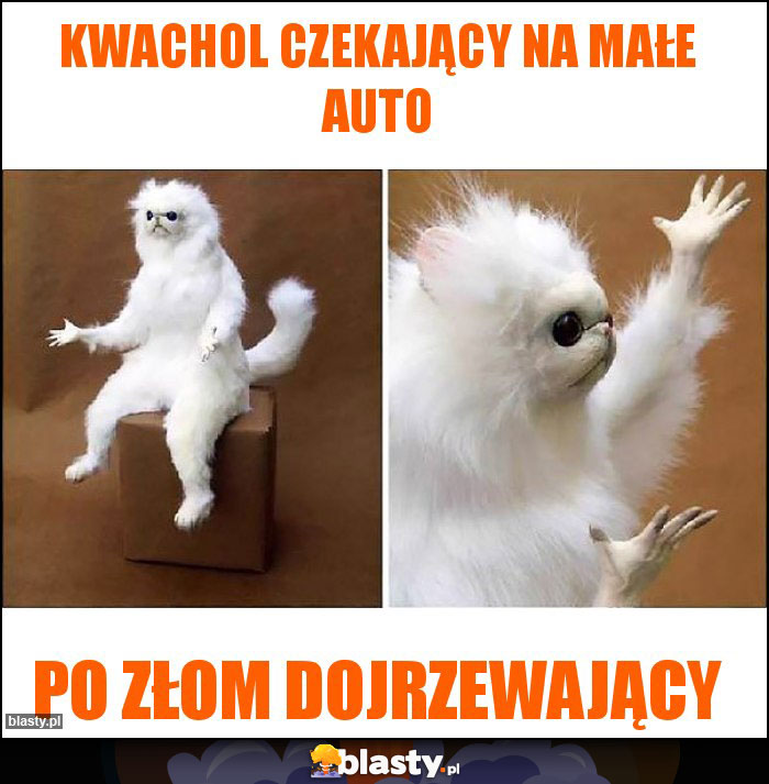 Kwachol czekający na małe auto Kwachol czekający na małe auto