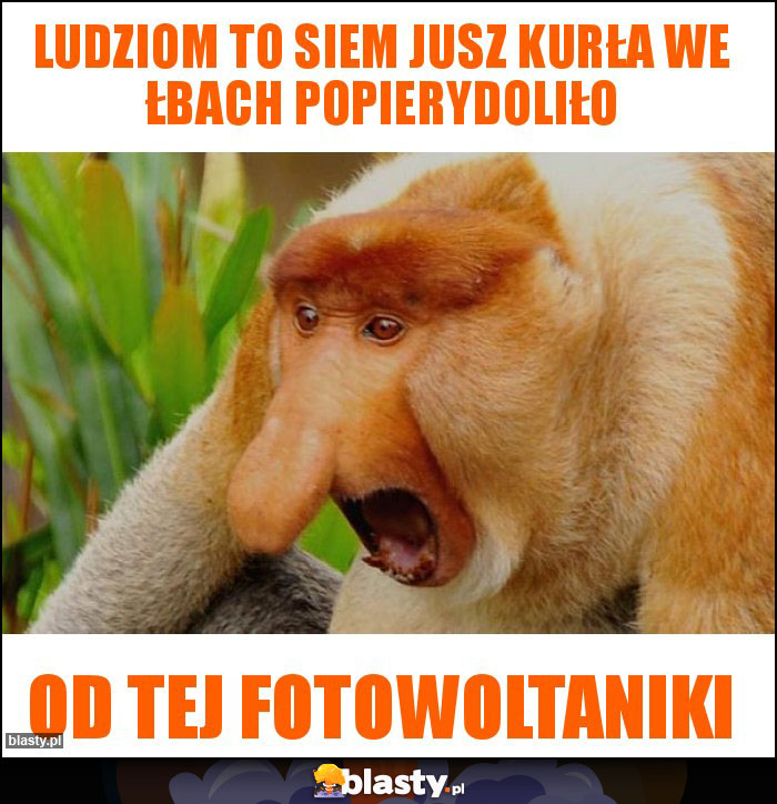 Ludziom to siem jusz kurła we łbach popierydoliło Ludziom to siem jusz kurła we łbach popierydoliło
