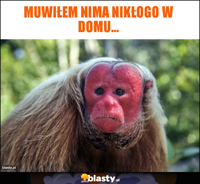 Muwiłem nima nikłogo w domu... Muwiłem nima nikłogo w domu...