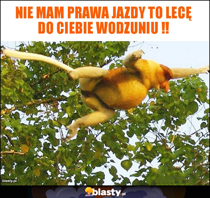 Nie mam prawa jazdy to lecę do Ciebie Wodzuniu !! Nie mam prawa jazdy to lecę do Ciebie Wodzuniu !!