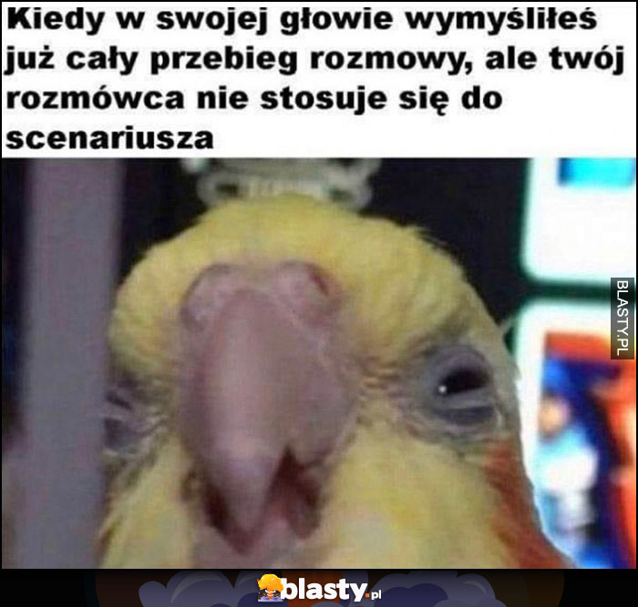 Papuga kiedy w swojej głowie wymyśliłeś już cały przebieg rozmowy, ale twój rozmówca nie stosuje się do scenariusza