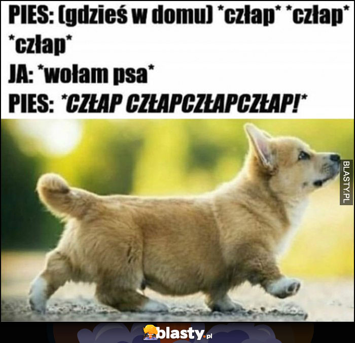 Pies: gdzieś w domu człap człap, ja: wołam psa, pies:człapczłapczłap