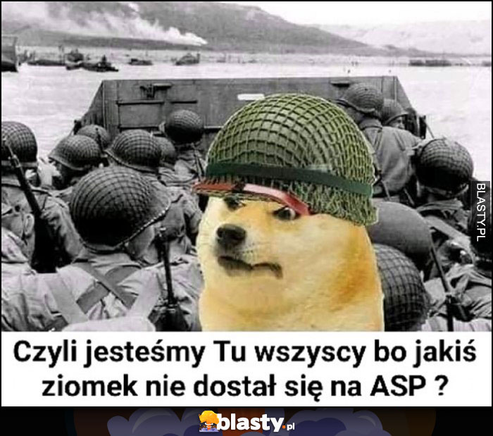 Pies pieseł doge wojna czyli jesteśmy tu wszyscy bo jakiś ziomek nie dostał się na ASP?