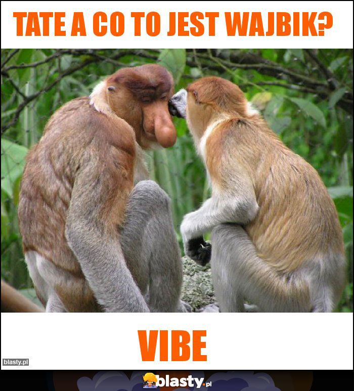 Tate a co to jest wajbik? Tate a co to jest wajbik?