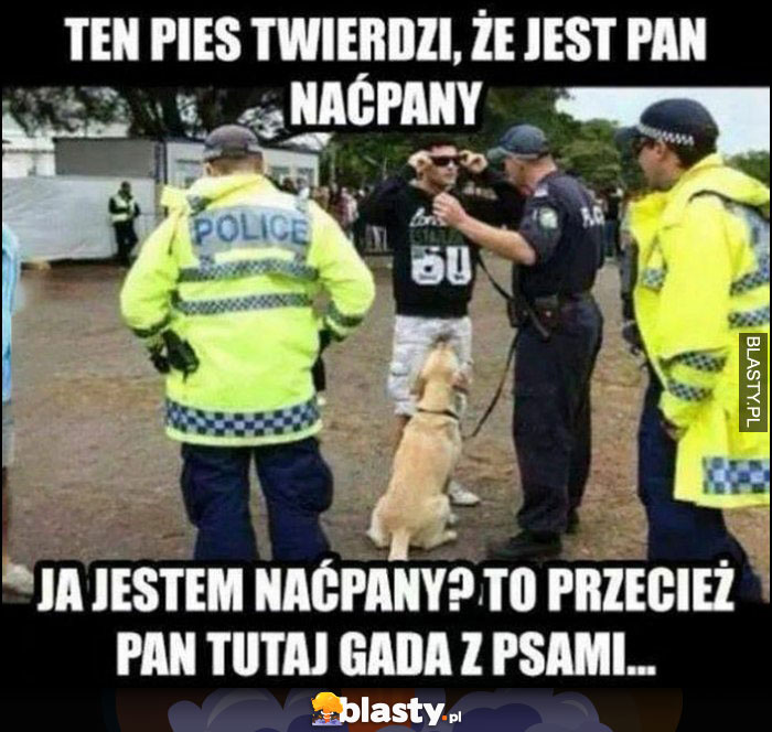 Ten pies twierdzi, że jest pan naćpany. Ja jestem naćpany? To przecież pan tutaj gada z psami