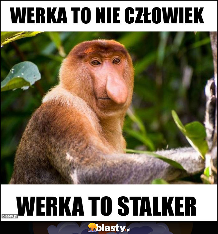 Werka to nie człowiek Werka to nie człowiek