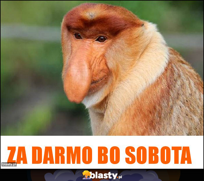 Za darmo bo sobota