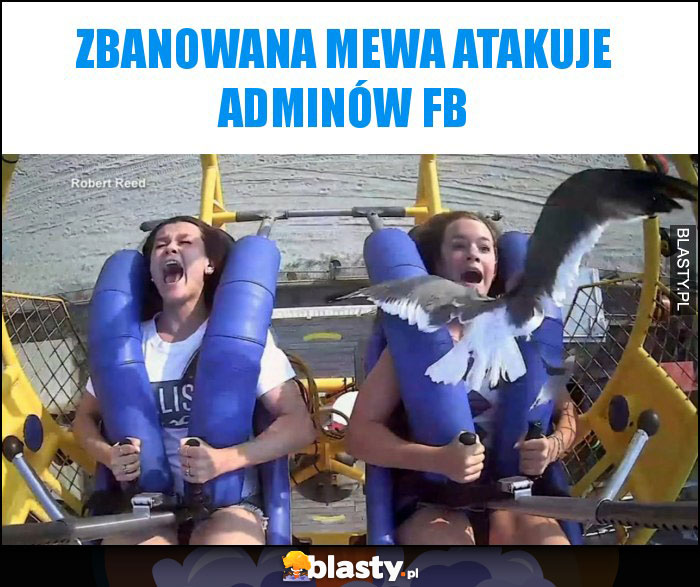 Zbanowana mewa atakuje adminów fb Zbanowana mewa atakuje adminów fb