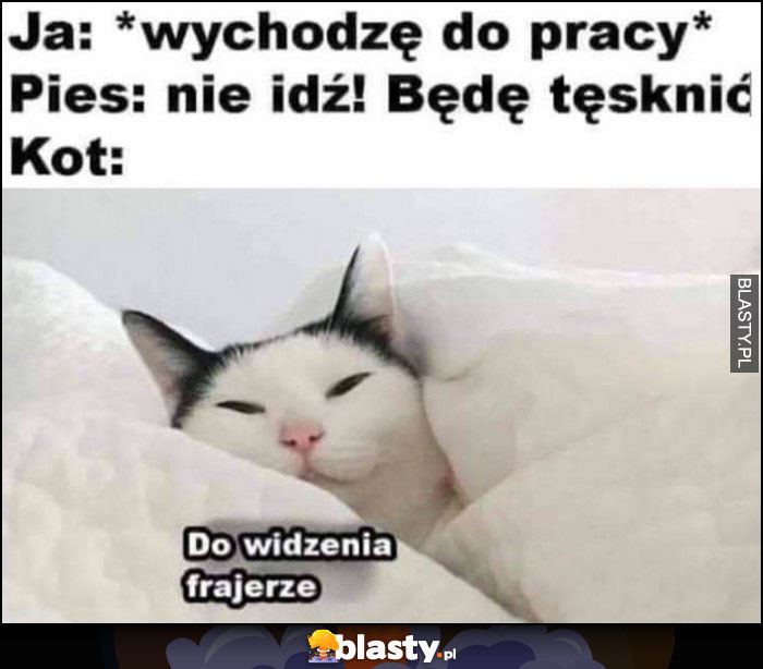 Ja: wychodzę do pracy, pies: nie idź, będę tęsknić, kot: do widzenia frajerze