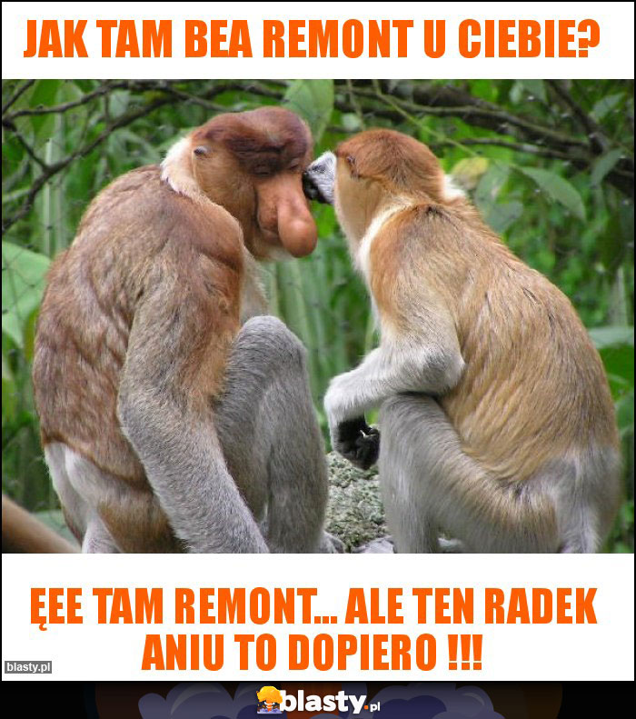 Jak tam Bea remont u Ciebie? Jak tam Bea remont u Ciebie?