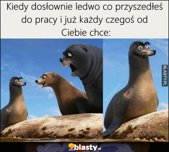 Kiedy dosłownie ledwo co przyszedłeś do pracy i już każdy czegoś od Ciebie chce foka