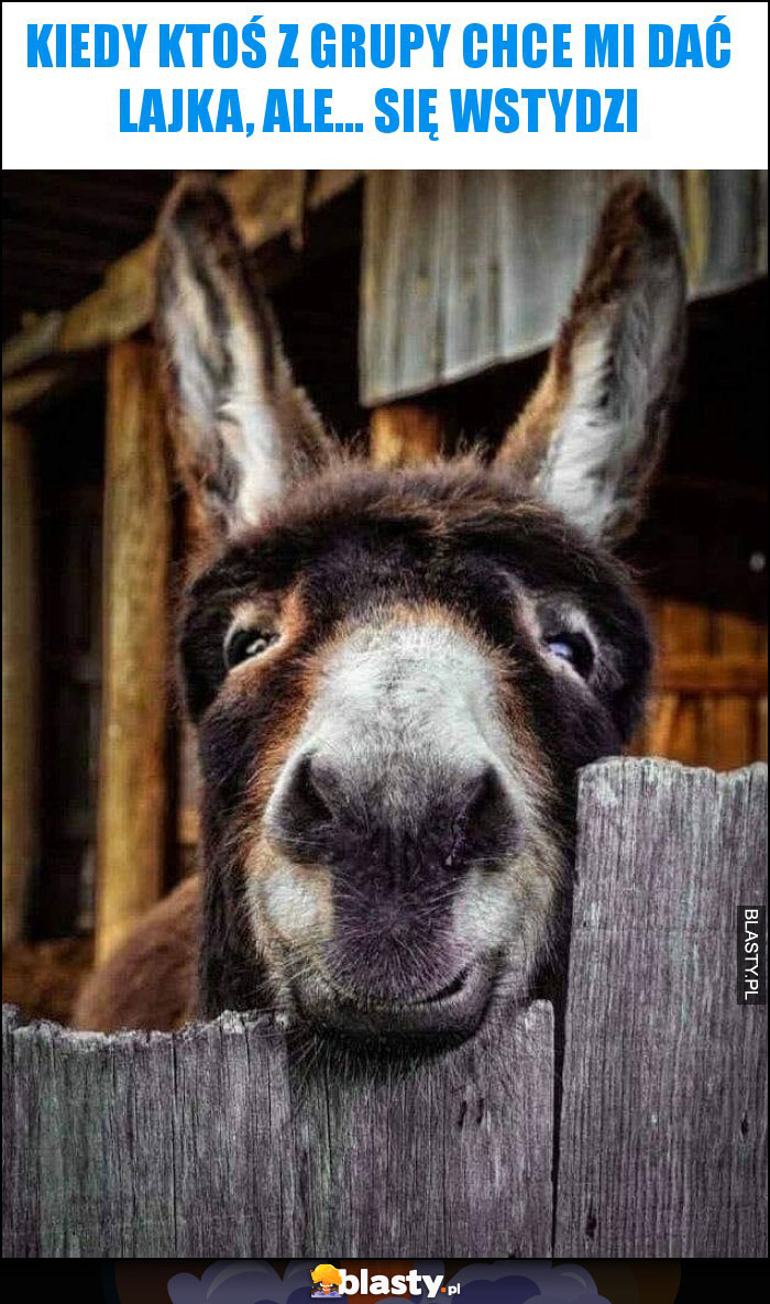 Kiedy ktoś z grupy chce mi dać lajka, ale... się wstydzi Kiedy ktoś z grupy chce mi dać lajka, ale... się wstydzi