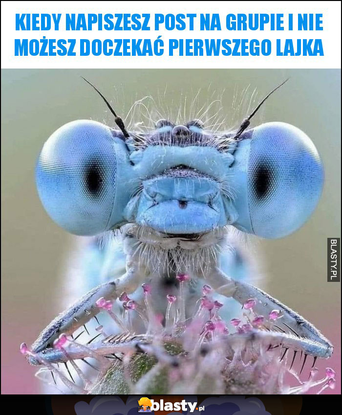 Kiedy napiszesz post na grupie i nie możesz doczekać pierwszego lajka Kiedy napiszesz post na grupie i nie możesz doczekać pierwszego lajka