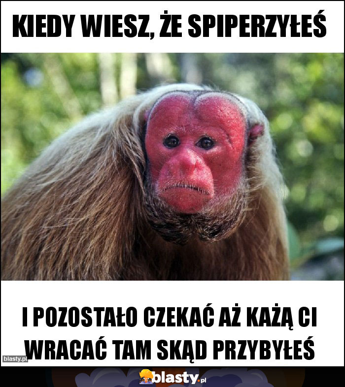 KIEDY WIESZ, ŻE SPIPERZYŁEŚ KIEDY WIESZ, ŻE SPIPERZYŁEŚ
