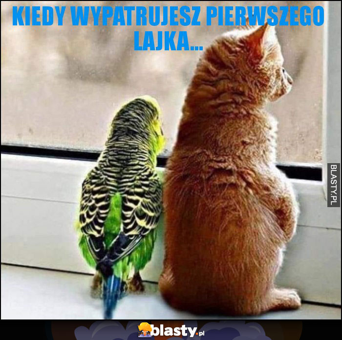 Kiedy wypatrujesz pierwszego lajka... Kiedy wypatrujesz pierwszego lajka...