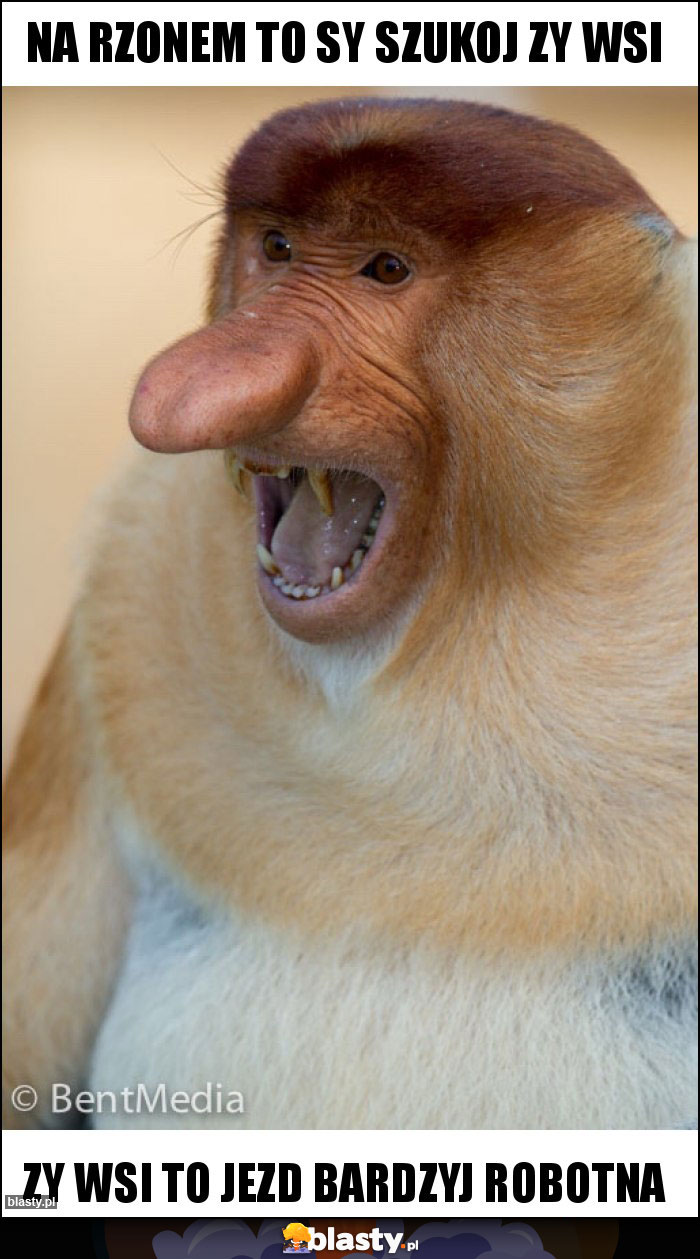 Na rzonem to sy szukoj zy wsi