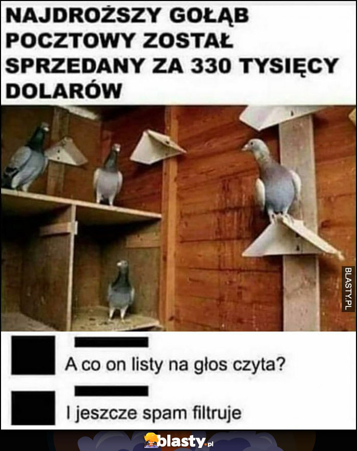 Najdroższy gołąb pocztowy został sprzedany za 330 tysięcy dolarów, a co on listy na głos czyta? I jeszcze spam filtruje