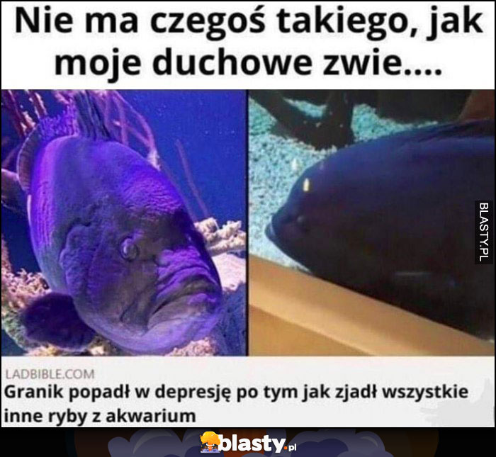 Nie ma czegoś takiego, jak moje duchowe zwierzę... Granik popadł w depresję po tym jak zjadł wszystkie inne ryby w akwarium