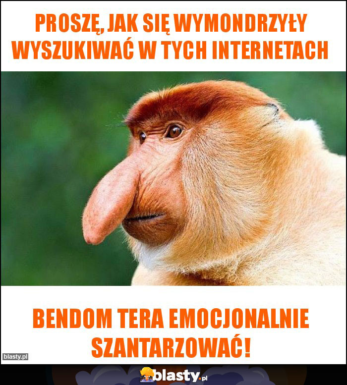 proszę, jak się wymondrzyły wyszukiwać w tych internetach