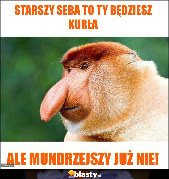 Starszy Seba to Ty będziesz kurła Starszy Seba to Ty będziesz kurła
