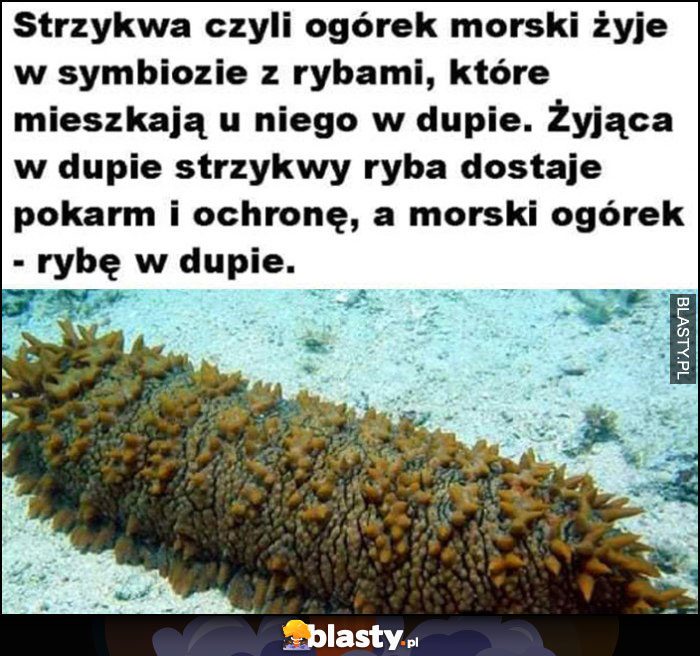 Strzykwa czyli ogórek morski żyje w symbiozie z rybami, które mieszkają w jego dupie ciekawostka