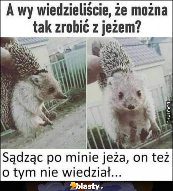 Wiedzieliście, że można tak zrobić z jeżem? Sądząc po minie jeża on też o tym nie wiedział