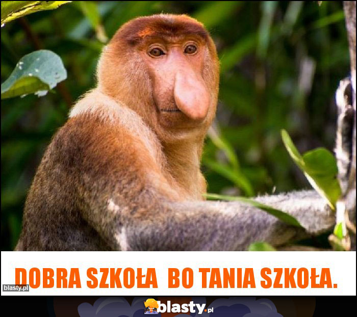 Dobra szkoła bo tania szkoła. Dobra szkoła bo tania szkoła.