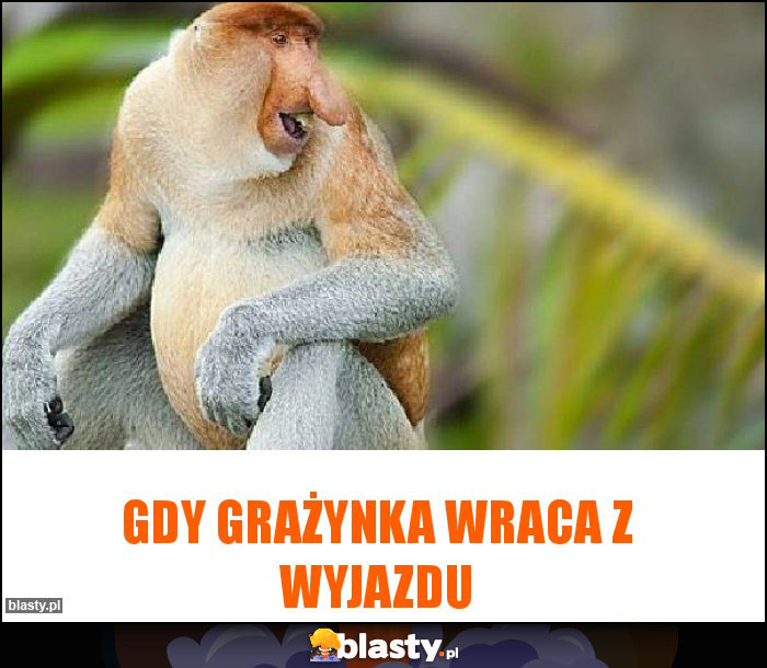 Gdy Grażynka wraca z wyjazdu Gdy Grażynka wraca z wyjazdu