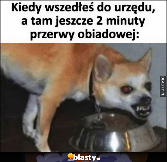 Kiedy wszedłeś do urzędu a tam jeszcze 2 minuty przerwy obiadowej zły pies piesek