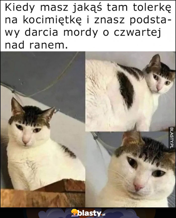 Kot z grzywką kiedy masz jakąś tam tolerkę na kocimiętkę i znasz podstawy darcia mordy o czwartej nad ranem