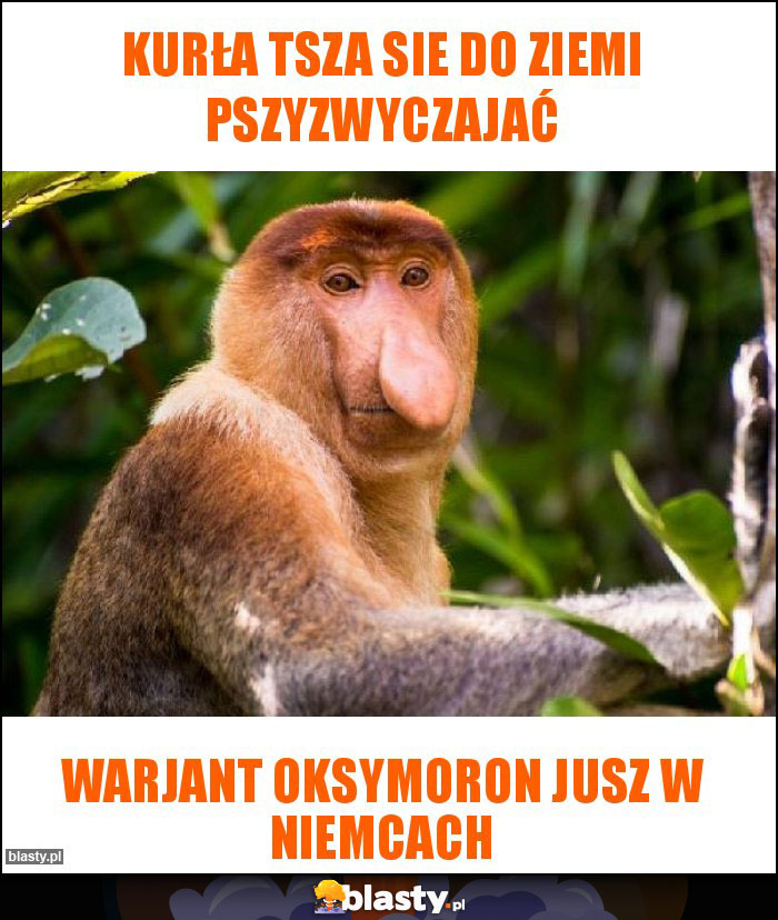 Kurła tsza sie do ziemi pszyzwyczajać Kurła tsza sie do ziemi pszyzwyczajać