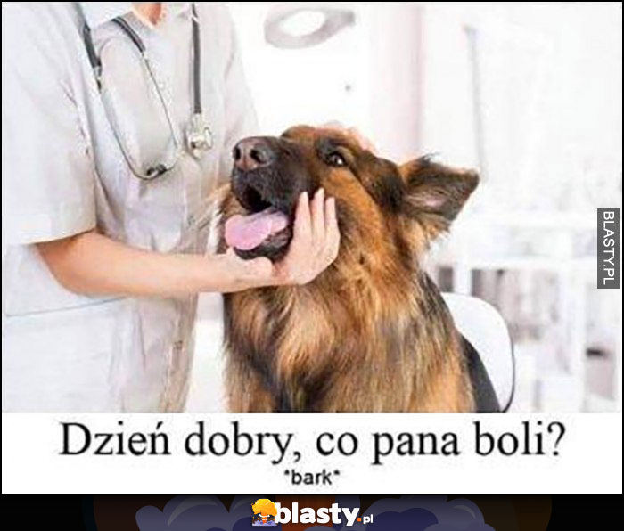 Pies dzień dobry co pana boli? Bark