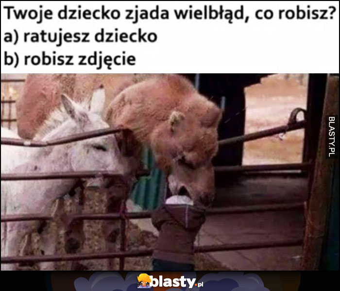 Twoje dziecko zjada wielbłąd, co robisz: a) ratujesz dziecko b) robisz zdjęcie