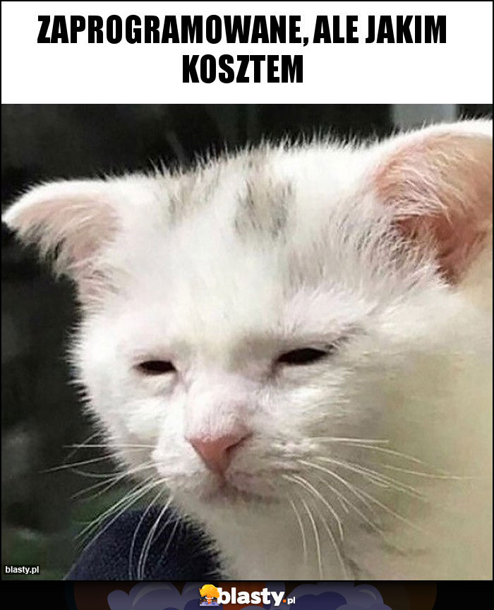 Zaprogramowane, ale jakim kosztem Zaprogramowane, ale jakim kosztem