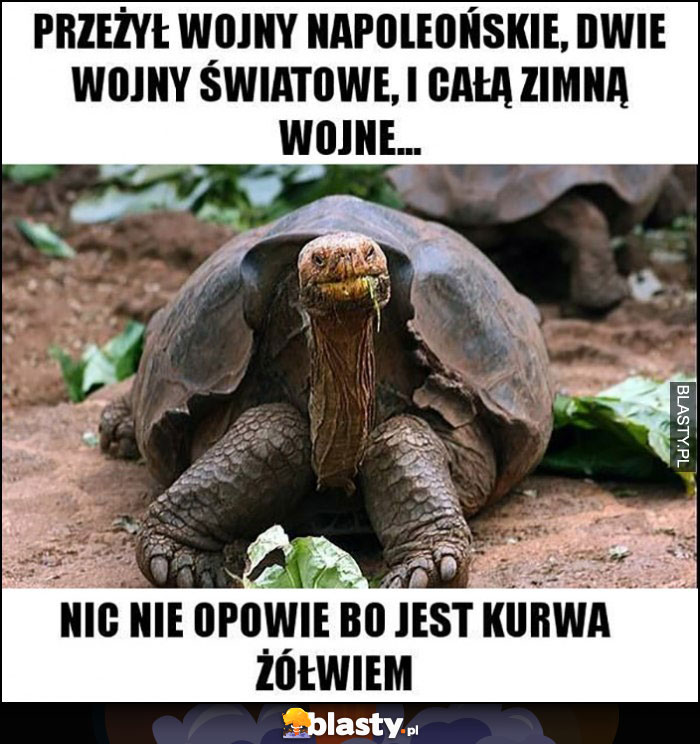 Żółw przeżył wojny, nic nie opowie bo jest kurna żółwiem