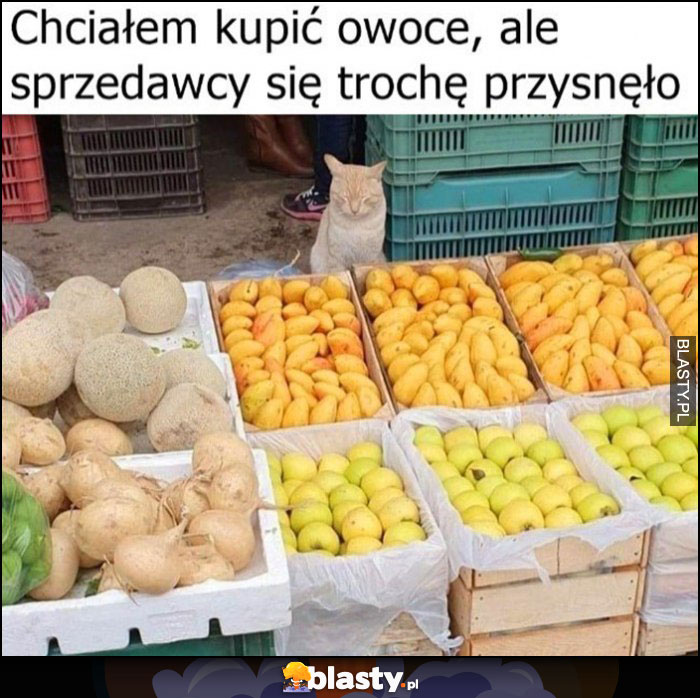 Chciałem kupić owoce, ale sprzedawcy się trochę przysnęło kot