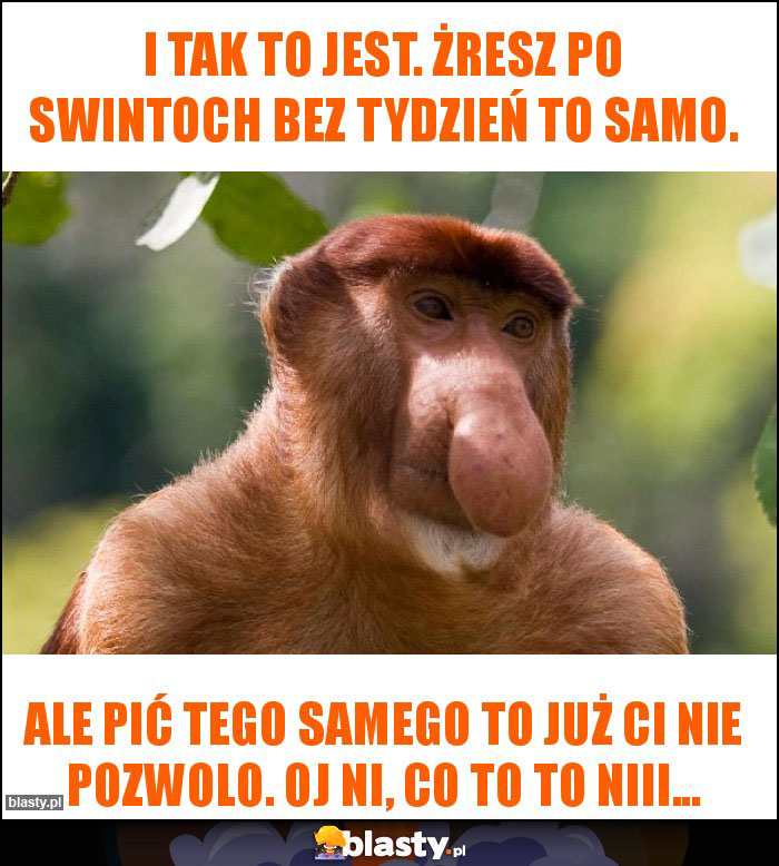 I tak to jest. Żresz po swintoch bez tydzień to samo. I tak to jest. Żresz po swintoch bez tydzień to samo.