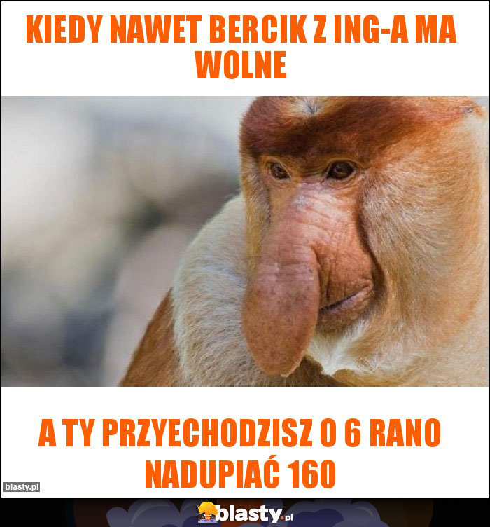 Kiedy nawet bercik z ING-a ma wolne Kiedy nawet bercik z ING-a ma wolne