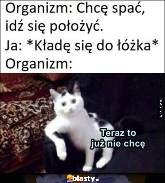 Kot organizm: chcę spać, idź się położyć, ja: kładę się do łóżka, organizm: teraz to już nie chcę