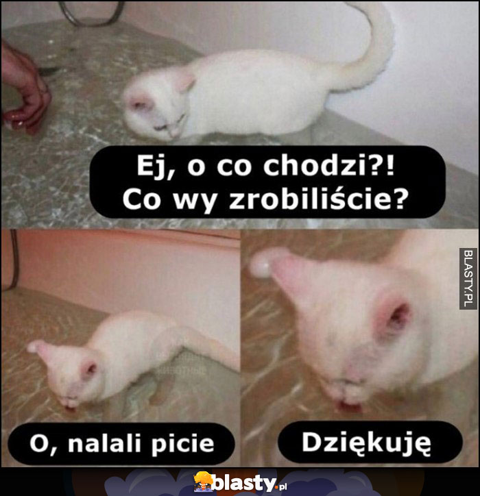 Kot w wannie, ej o co chodzi co wy zrobiliście, o nalali picie, dziękuję