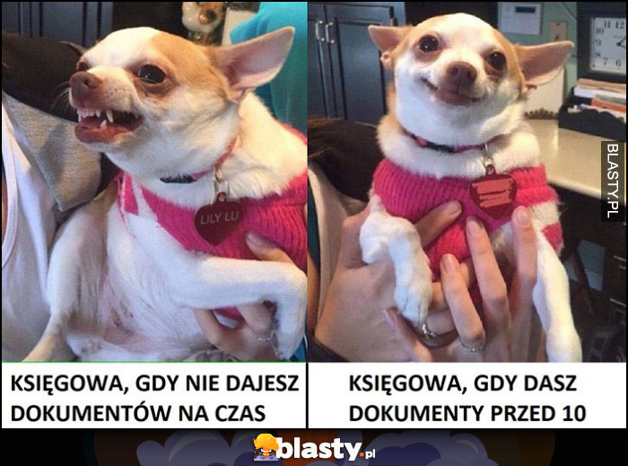 Księgowa gdy nie dajesz dokumentów na czas vs kiedy dasz przed 10tym pies piesek